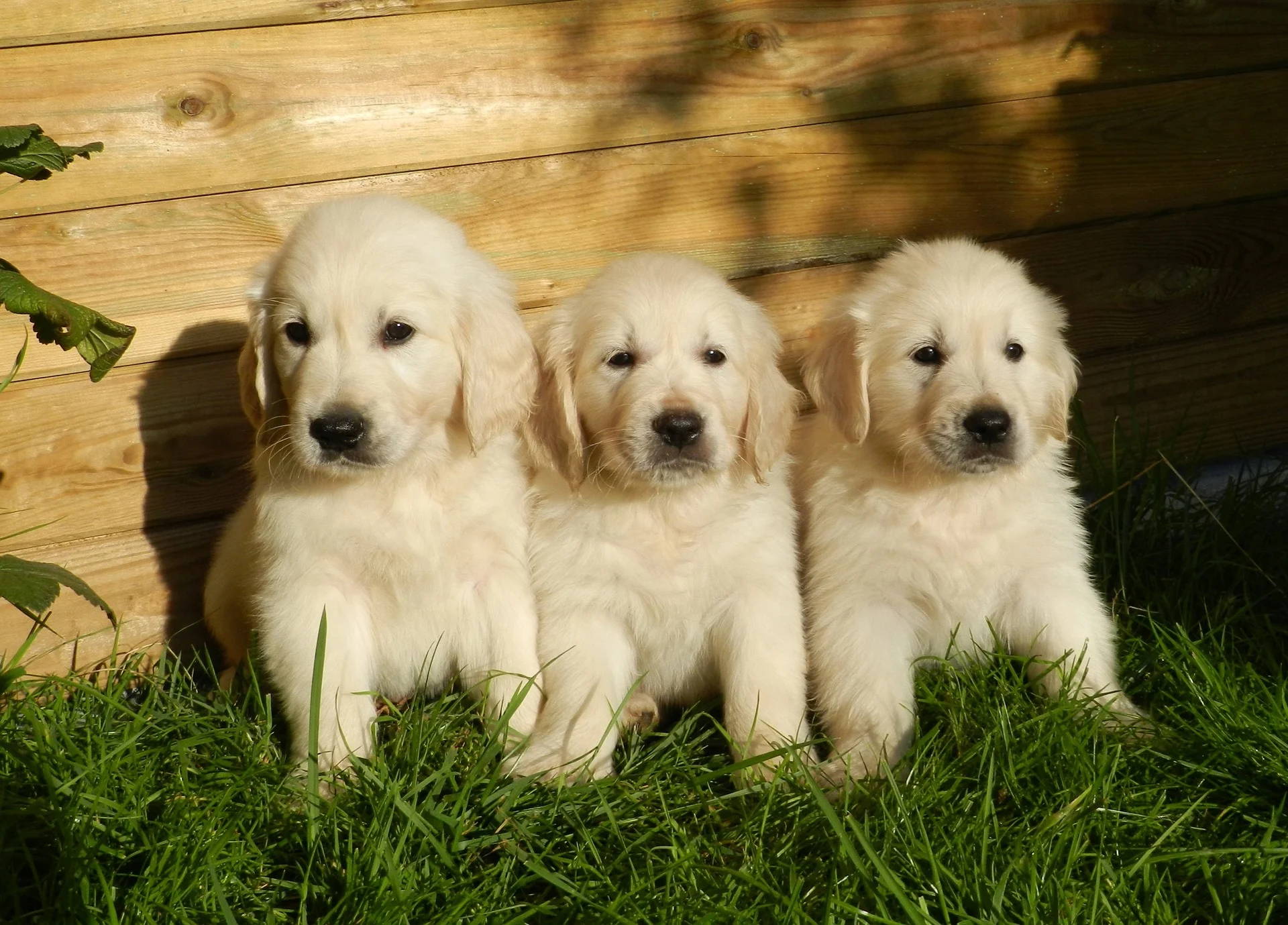 Golden Retriever Breeder